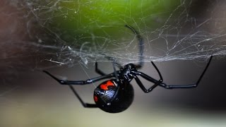 Паук Черная вдова лат Latrodectus mactans [upl. by Sanalda]