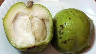 What is a White Sapote What does it Taste Like [upl. by Ynohtnaluap607]