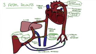 Understanding Fetal Circulation [upl. by Tooley]