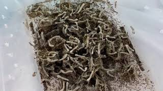 Farming Silkworms [upl. by Haswell]