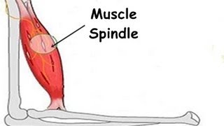 What is the Stretch Reflex or Myotatic Reflex [upl. by Gill]