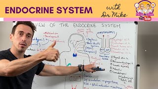 Overview of the Endocrine System [upl. by Nallij]