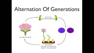 Alternation of Generations angiosperms [upl. by Walworth]