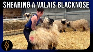 Shearing A Valais Blacknose In Scotland [upl. by Worlock502]