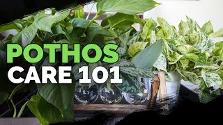 Pothos Care 101 Is This the Easiest Houseplant to Care For [upl. by Sylera]