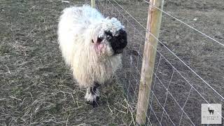 Valais Blacknose Sheep  Windfold Farm  006 [upl. by Cinda]