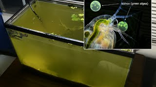 Raising Daphnia for the Freshwater Aquarium [upl. by Kessel]