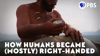 How Humans Became Mostly RightHanded [upl. by Elyn674]