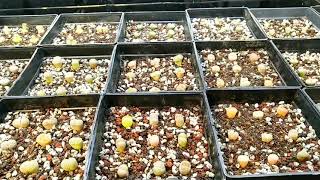 Repotting Lithops Seedlings [upl. by Ludvig]