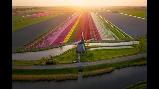 Tulips in The Netherlands 4k [upl. by Yesllek301]