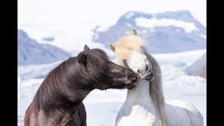 FEI TV 2019  The Uniqueness of Icelandic horses  Part 1 [upl. by Mable20]