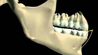 Mandibular Movement 3D [upl. by Eahsel435]