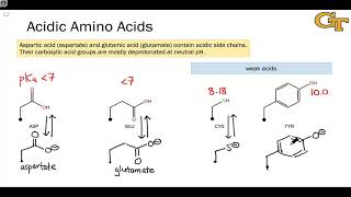 Acidic and Basic Amino Acids [upl. by Aciras]