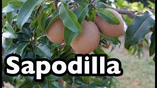 All About Sapodilla [upl. by Wera]