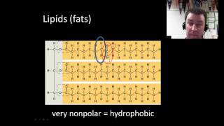 Macromolecules introduction [upl. by Stanislas]