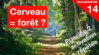 Le cerveau est comme une forêt [upl. by Aninahs]