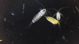 Copepods [upl. by Iam]