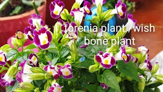 How to get more flowers in Torenia wish bone wishboneflower plants caretorenia [upl. by Also855]