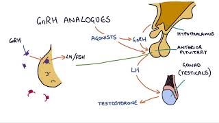 How do GnRH analogues work Zoladex Prostap and other GnRH analogues [upl. by Yregerg449]