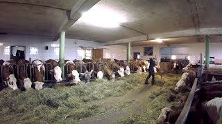 Feeding the Cows  Barn Work on a Small Dairy Farm [upl. by Naujek]