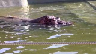 New Hippo at the SF Zoo [upl. by Dennis]