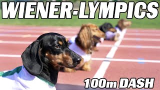 The 100m Dachshund Dash  Wiener Dog Race [upl. by Ramsden]