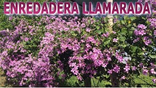 Como reproducir la enredadera llamarada morada Pyrostegia venusta por estacas [upl. by Ynalem]