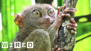 Tarsiers Can’t Blink  WIRED [upl. by Vinia131]