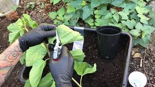 3 Ways I Propagate Mulberry Cuttings [upl. by Ilona]