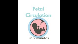 Fetal circulation in 2 mins [upl. by Uuge]