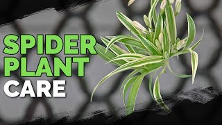 Spider Plant Care How To Grow Chlorophytum Comosum [upl. by Sherrod]