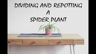 Spider Plant Separation [upl. by Zabrine]