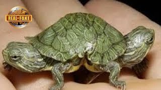 TURTLE With Two Heads Real or Fake [upl. by Stoll]