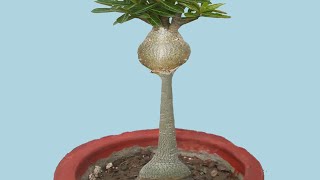 Graft a Seedling and Transfigure Your Tower Adenium into a Masterpiece [upl. by Marylee]