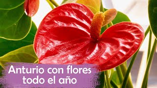 4 TIPS PARA CUIDAR TUS ANTURIOS │ FLORES TODO EL AÑO [upl. by Alphonsine]