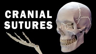 CRANIAL SUTURES ANATOMY [upl. by Codding481]