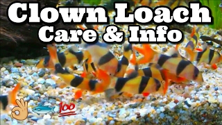 Clown Loach Care amp Information [upl. by Burrton669]