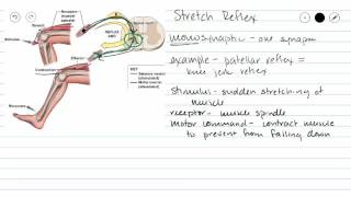 Monosynaptic Reflex [upl. by Jerrine]