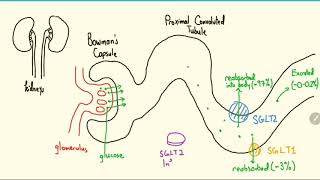 SGLT2 Inhibitors Explained in 3 Minutes [upl. by Munt]