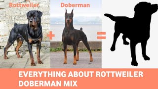 Rottweiler Doberman Mix Everything You Need To Know About Rotterman [upl. by Neggem592]