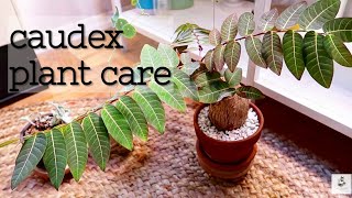 Caudex Plant Care [upl. by Acissehc73]