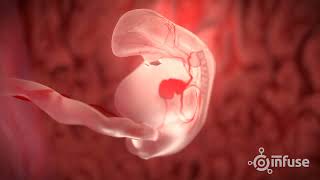 Fetal Development 3D Animation  Infuse Medical [upl. by Nyrrat]