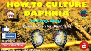 HOW TO CULTURE DAPHNIA In Easy Way [upl. by Renfred]