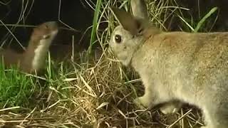 little Stoat kill big Rabbit [upl. by Melisandra]