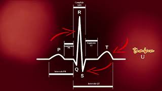 Los Mitocondrios  Electrocardiograma ECG [upl. by Hapte]