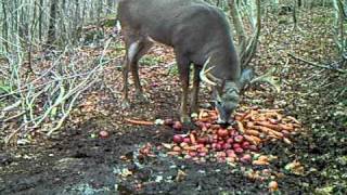 Vidéo du mâle chevreuil récolté [upl. by Corbet]