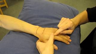 Metacarpophalangeal Joint Dorsal aspect Hand Palpation [upl. by Assetniuq]