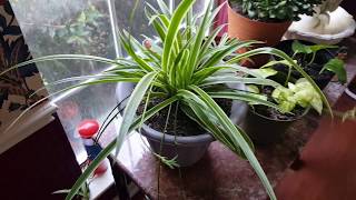 How to water a Spider Plant to get more pups  Donna Joshi [upl. by Ripleigh709]