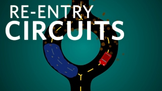 Cardiology Reentry Circuits cardiology ubcmedicine [upl. by Thanos57]