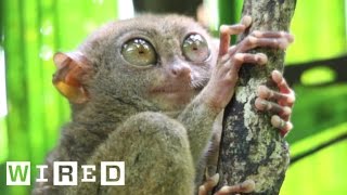 Absurd Creatures  The Tarsier Leaps Like a Superhero Looks Like Yoda [upl. by Nnalatsyrc508]